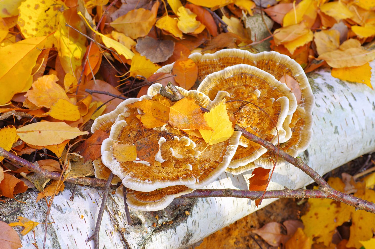 Functional Mushrooms: Turkey Tail - PuraPhy